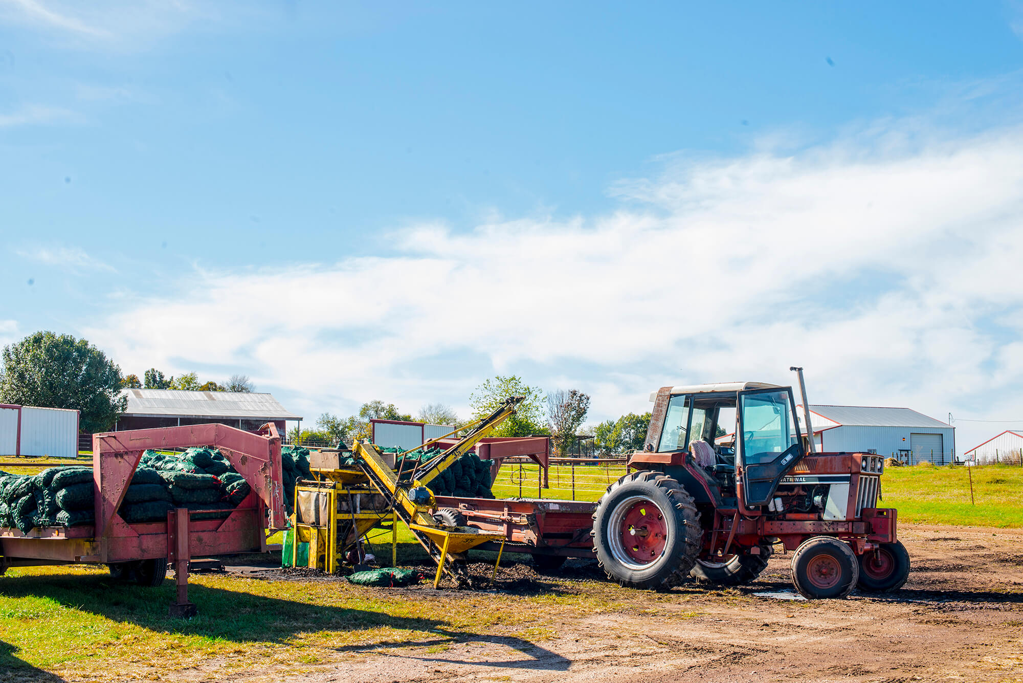 Discover Harvesting and Hulling Hammons Black Walnuts