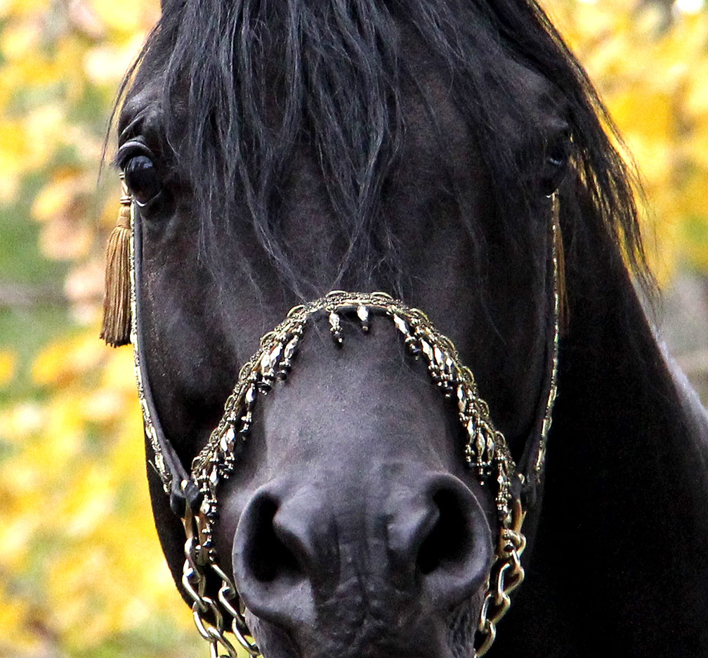 Black Arabian Horses of Birch Park Black Arabians