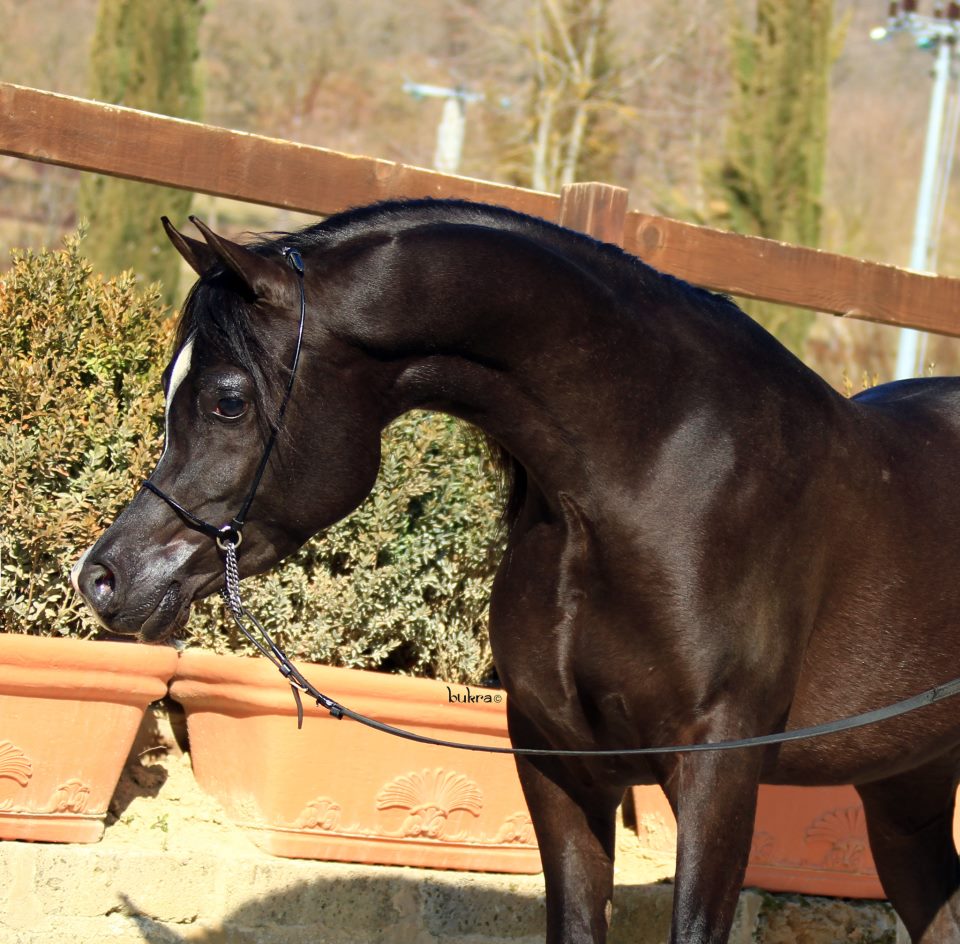 Magic Magnifique exotic black Arabian stallion