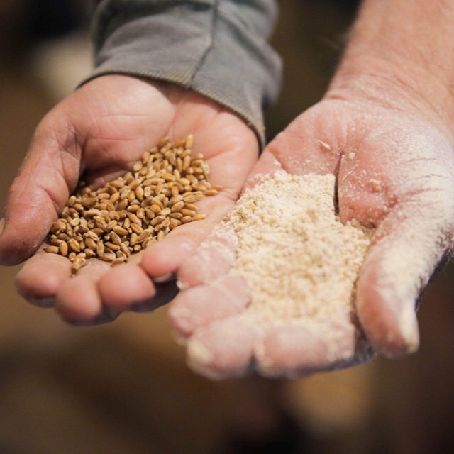 Wheat Central Missouri Grains for Food
