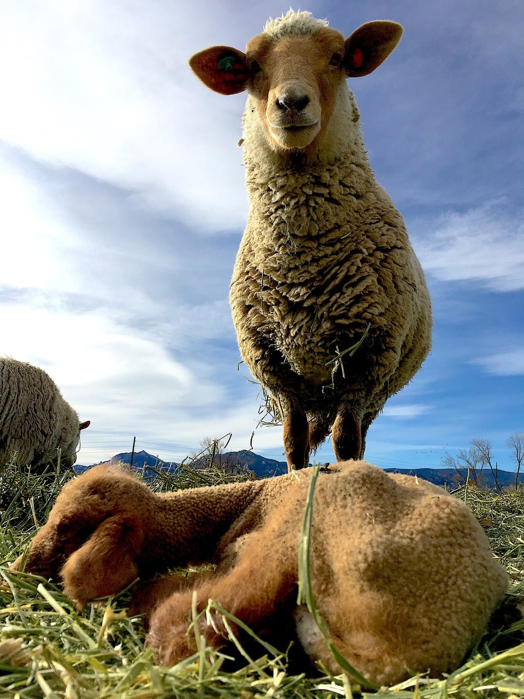 Lambs, ewes, sows, piglets big part of farmtotable Black Cat Bistro