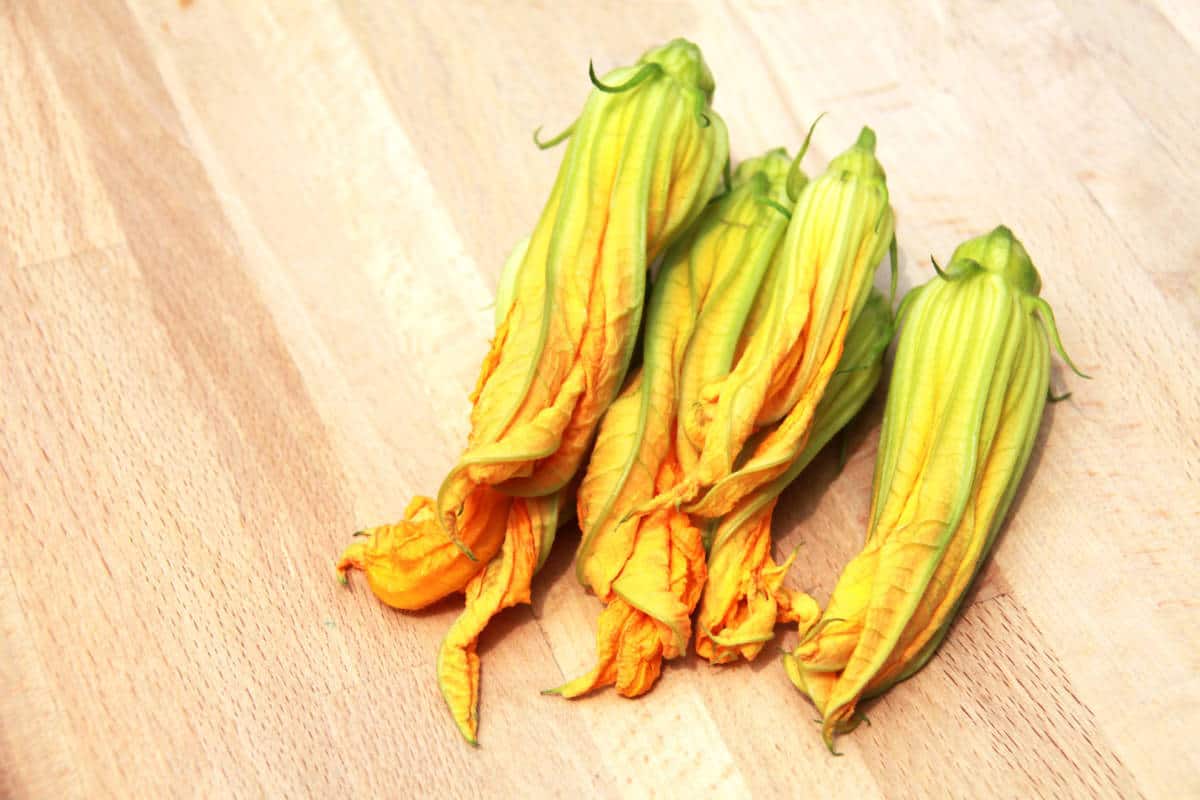 Summer Squash Blossoms Are Here — With Recipe Blackcat Restaurant Farm to Table Boulder