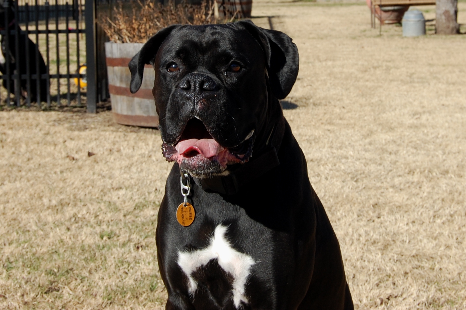 AKC Black Boxer Champion Boxer Puppy For Sale In Texas Boxer Breeder