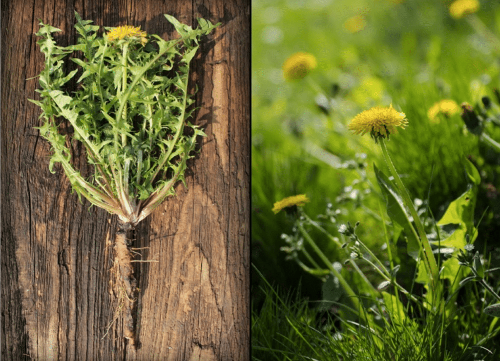 Dandelion Herb Mother Nature's Hidden Gem for Your Body