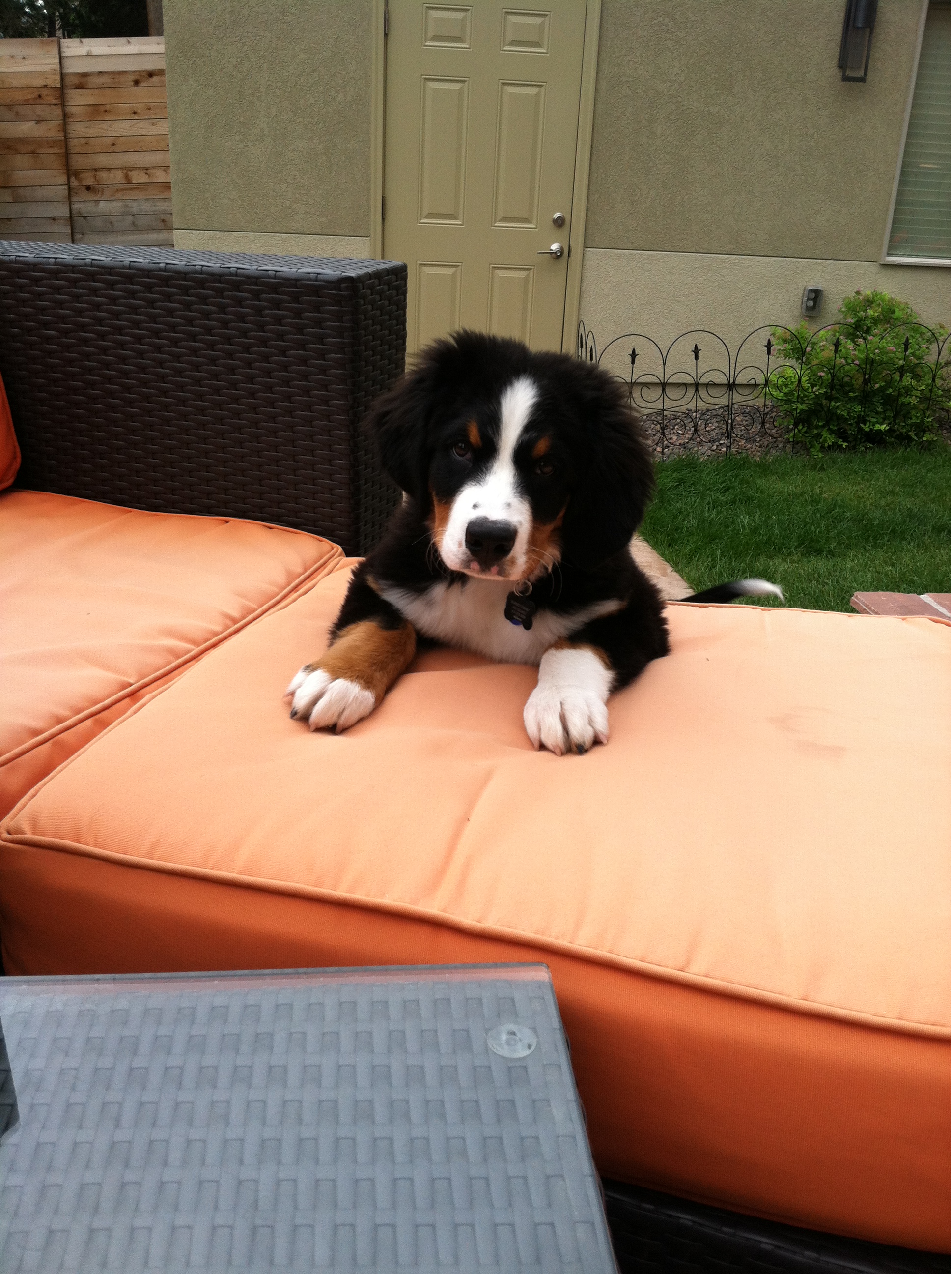 Princess Leffe of LOHI Black Dog Pet Services