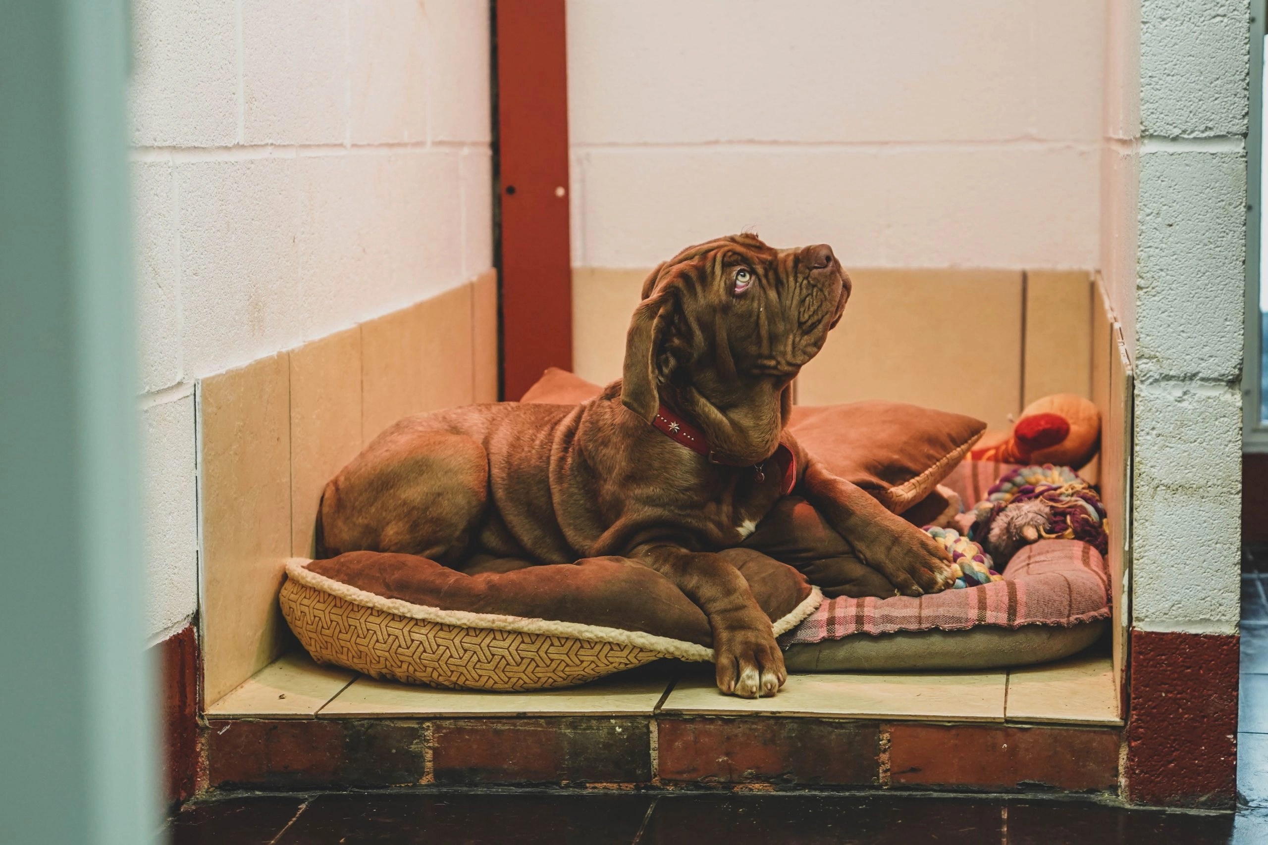 Kennels Blackdown Yard