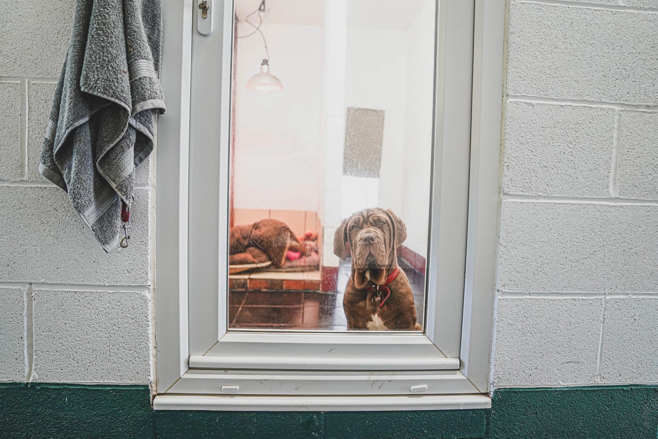 Kennels Blackdown Yard