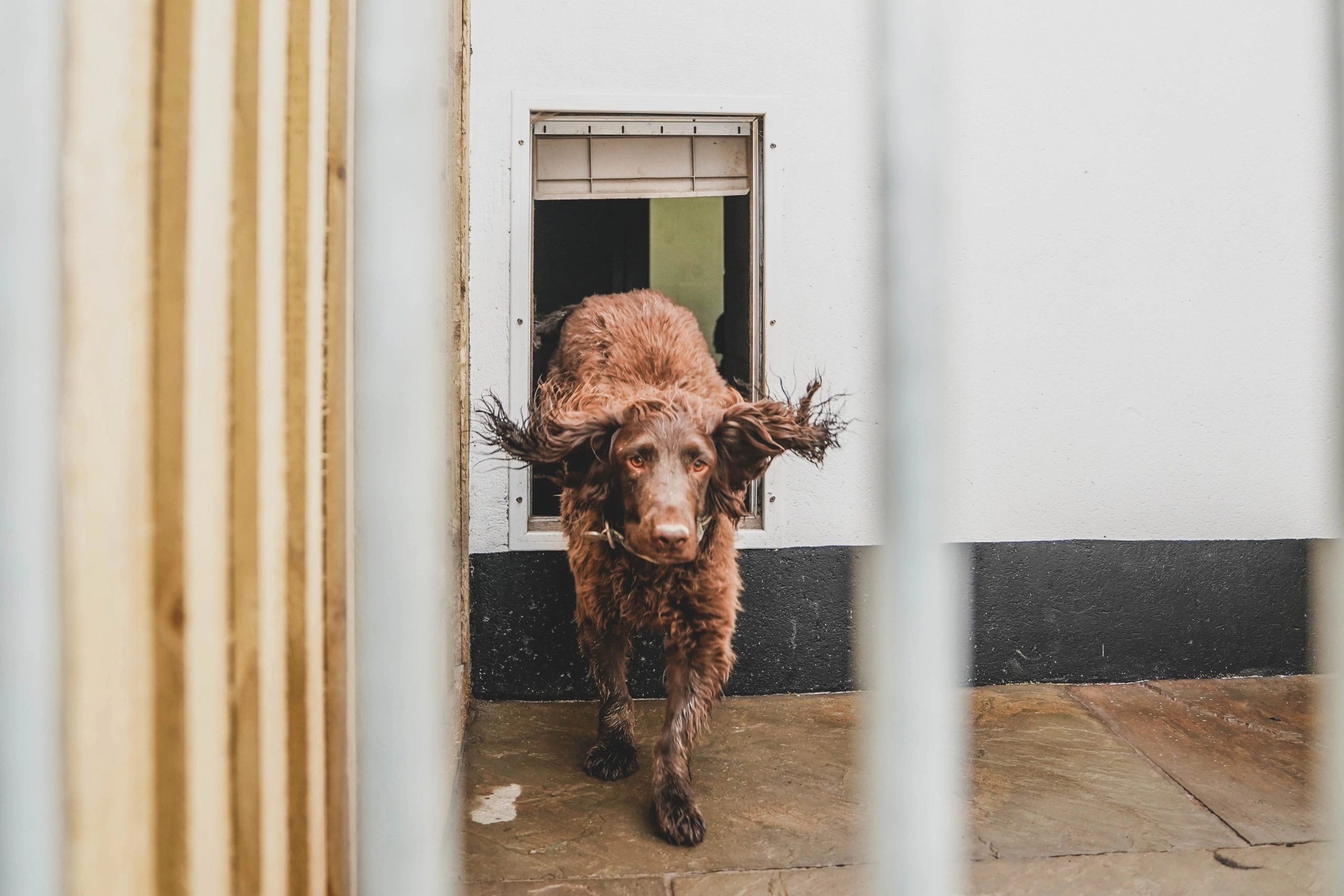 Kennels Blackdown Yard