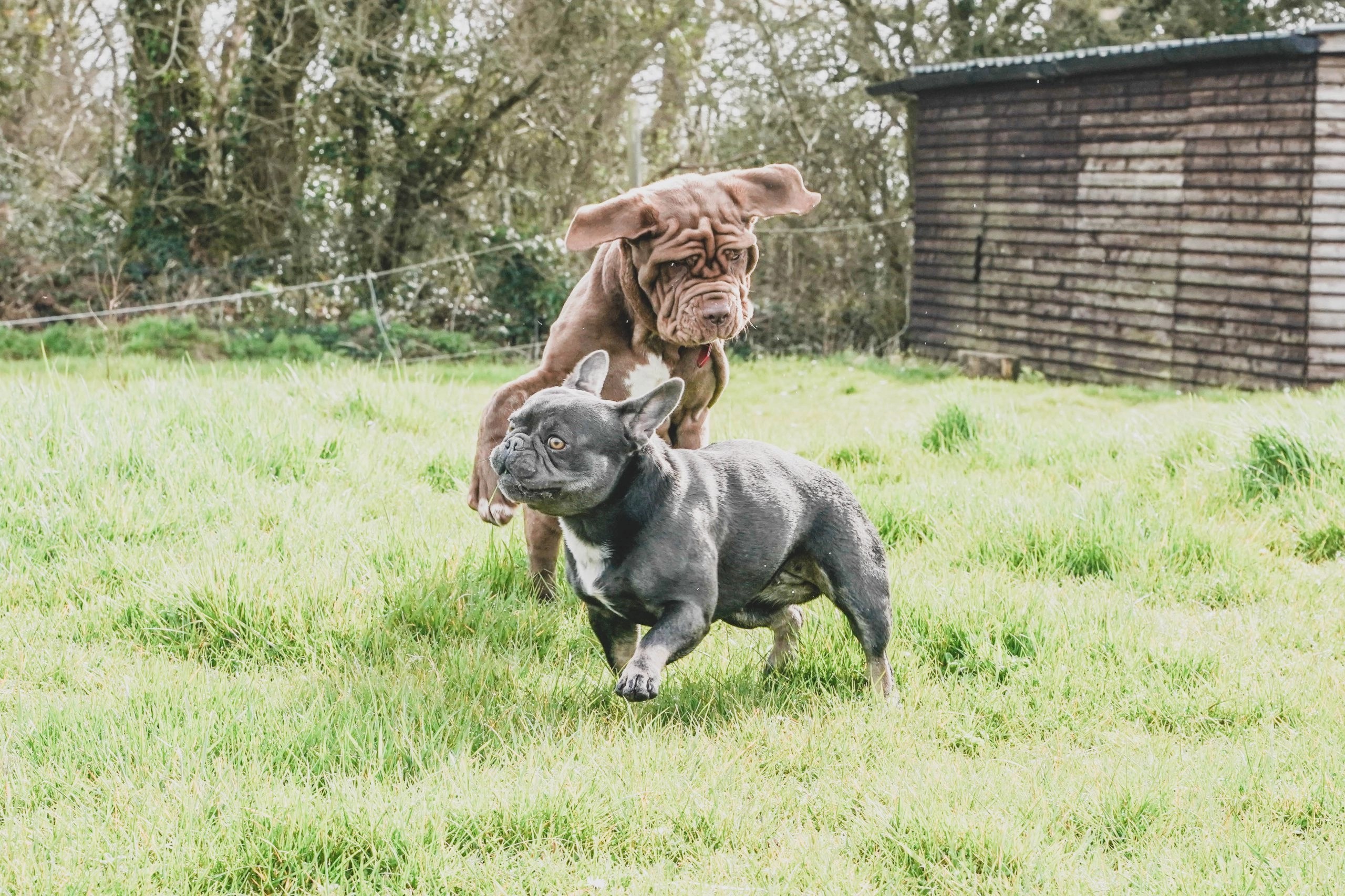 Kennels Blackdown Yard