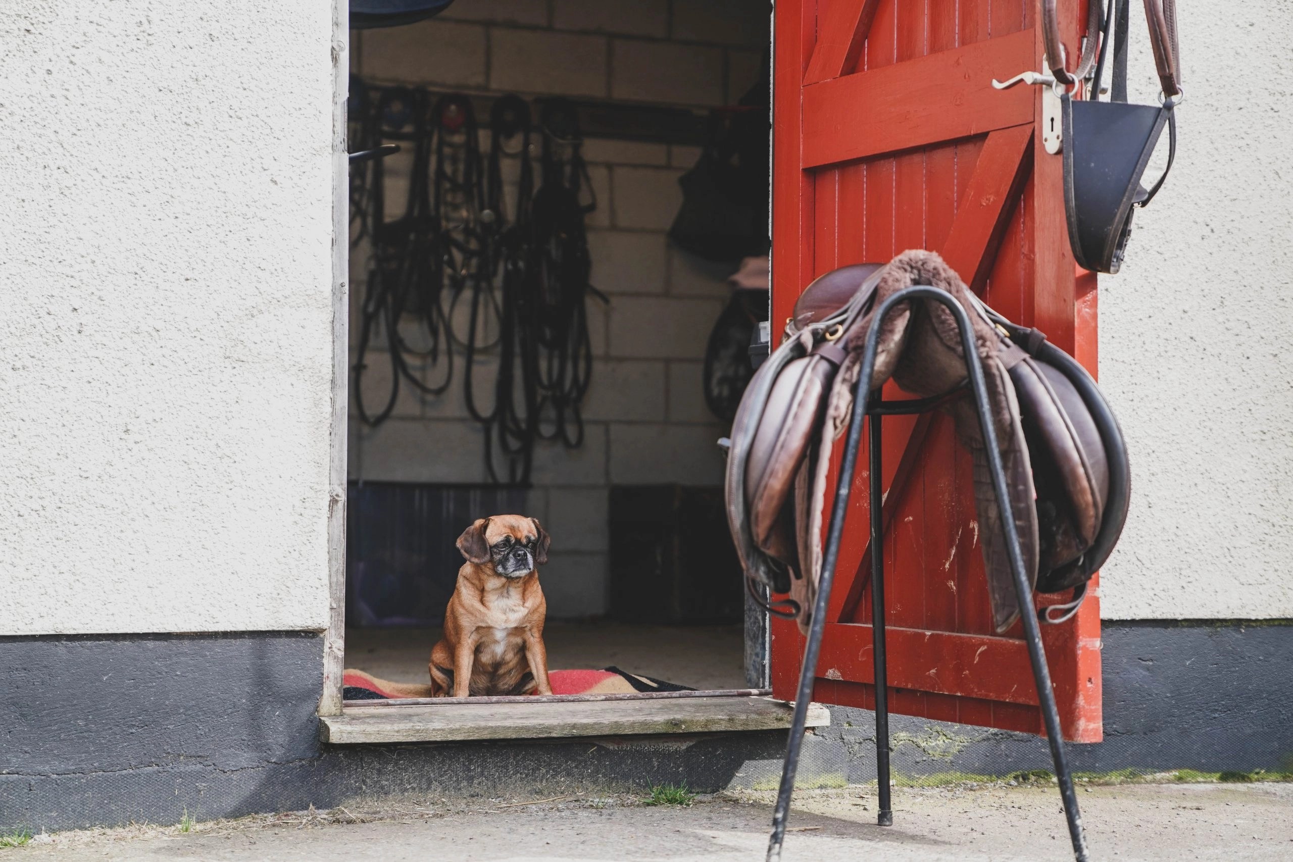 Kennels Blackdown Yard
