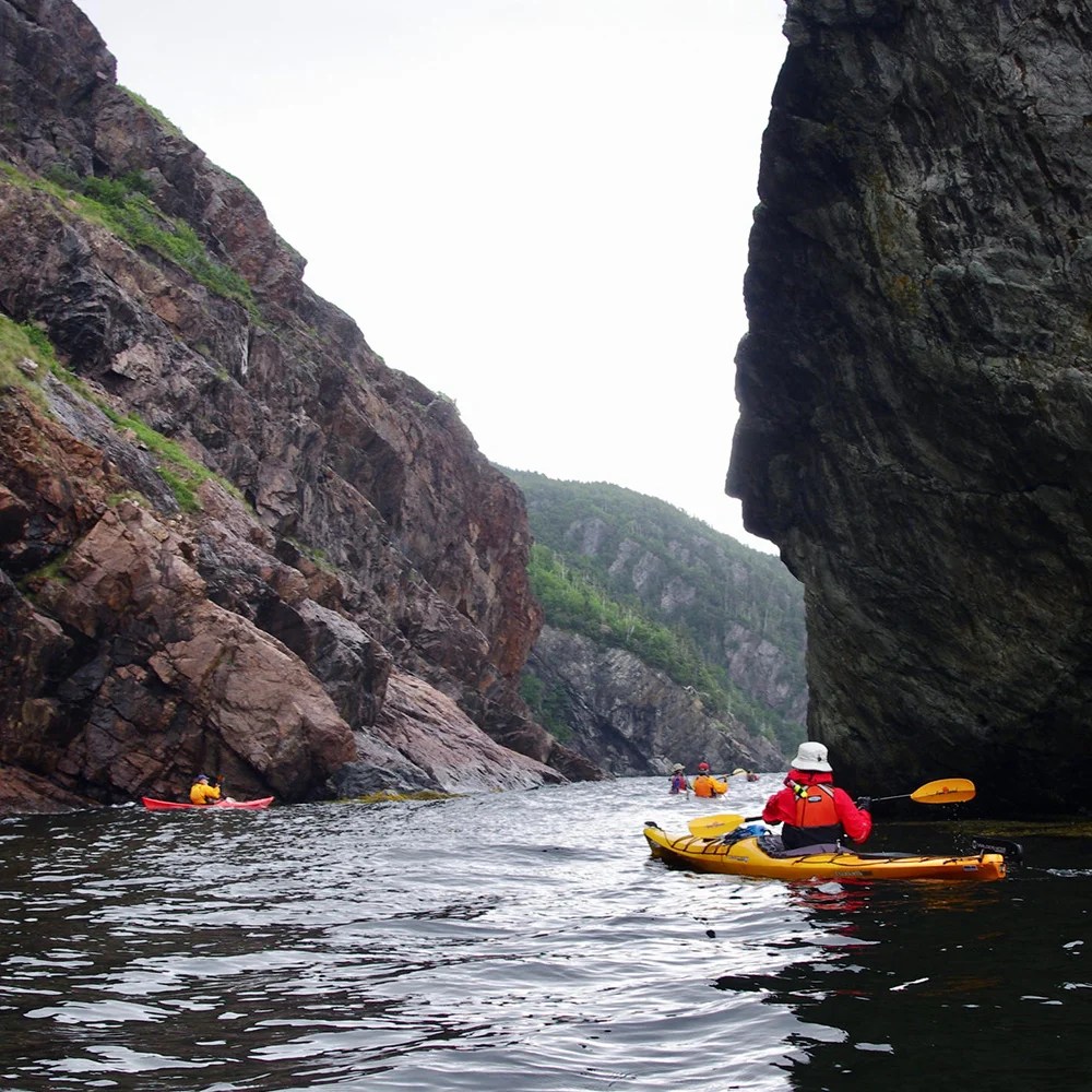 Newfoundland South Coast Black Feather