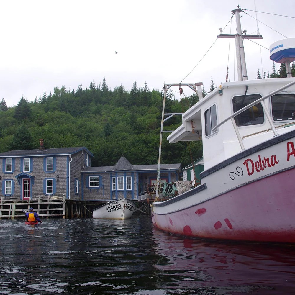 Newfoundland South Coast Black Feather