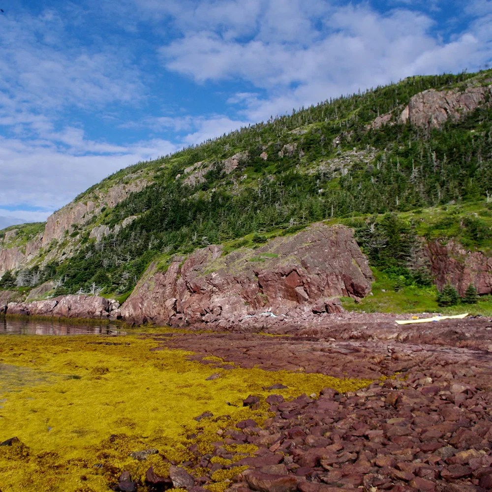 Newfoundland South Coast Black Feather