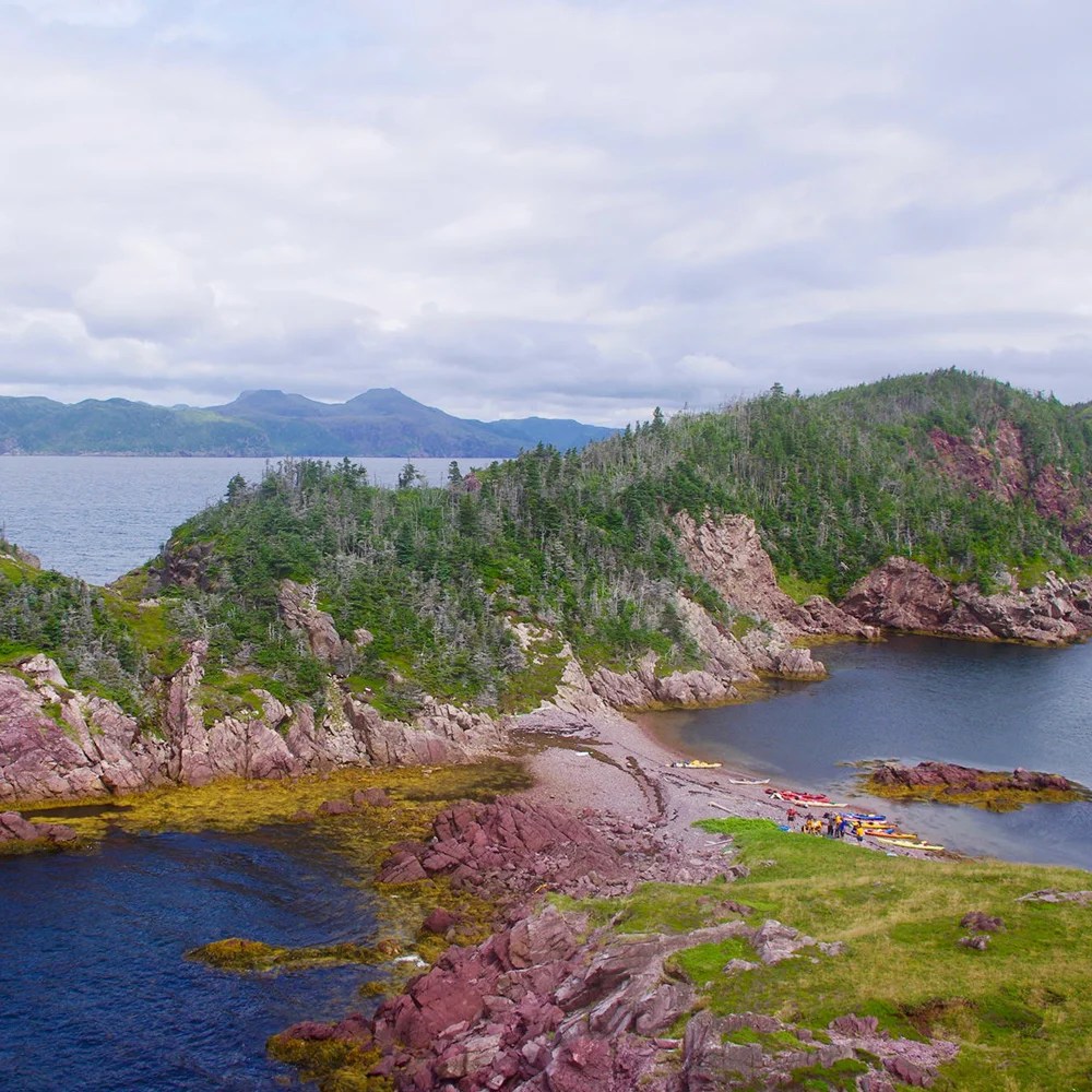 Newfoundland South Coast Black Feather