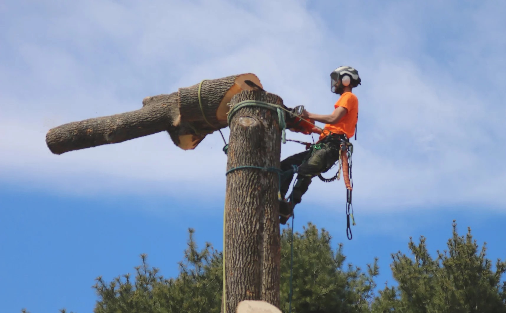 Black Fern Tree Service Arborist in South Portland, ME