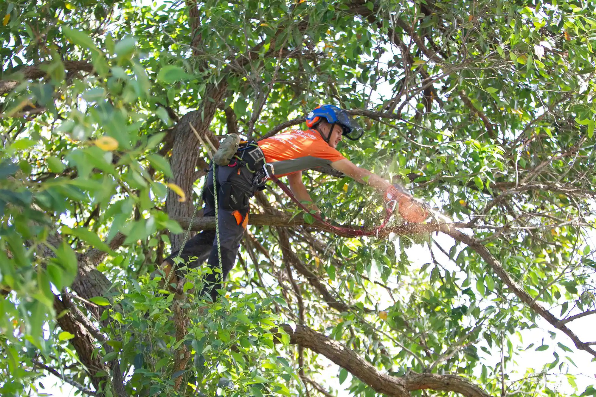 Qualified & Experienced Arborist Sydney Tree Surgeon Arborist Services