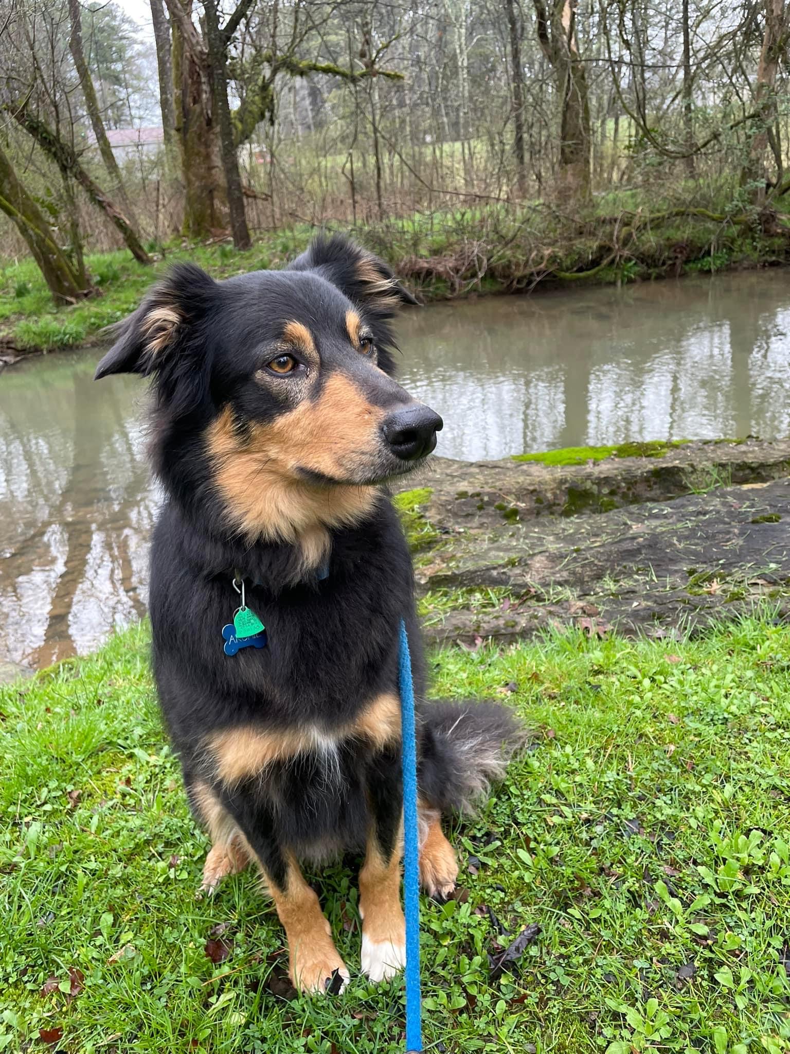 Gallery Black Fox Pet Resort