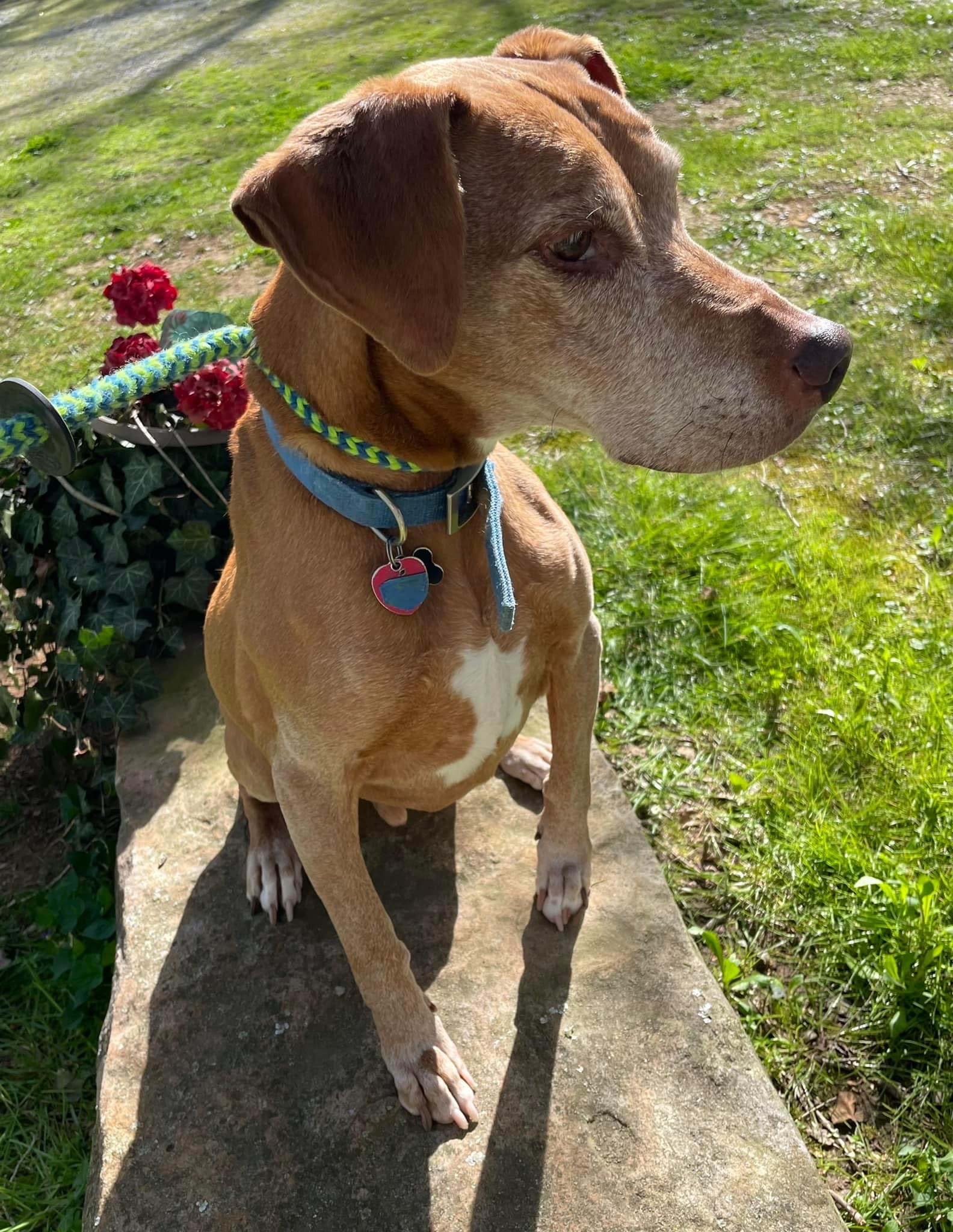 Gallery Black Fox Pet Resort