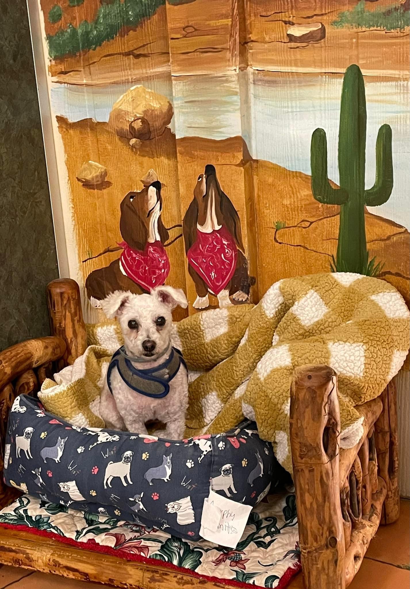 Gallery Black Fox Pet Resort