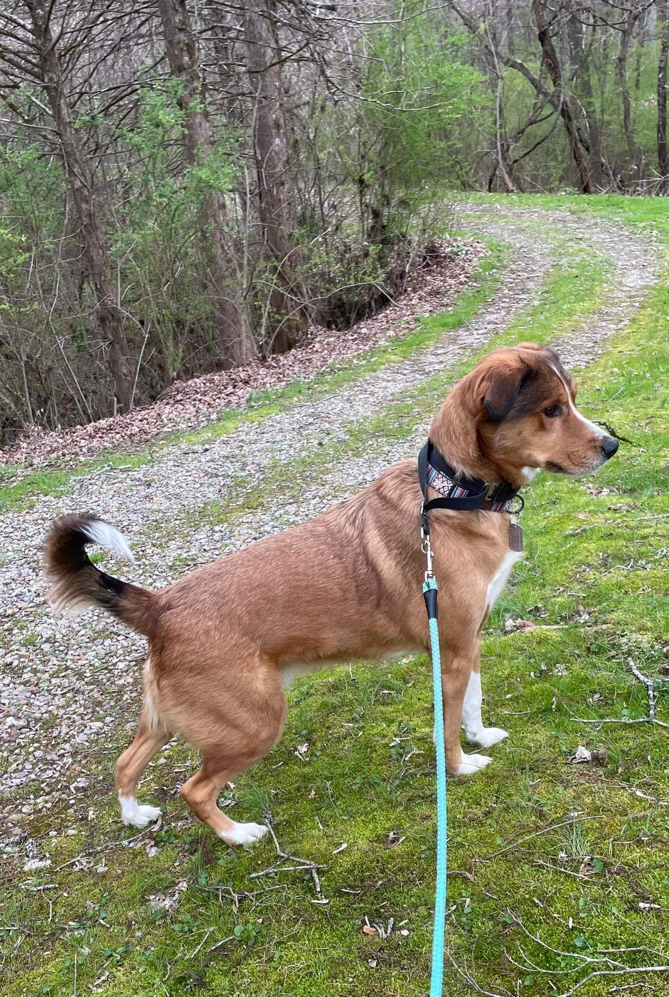 Gallery Black Fox Pet Resort