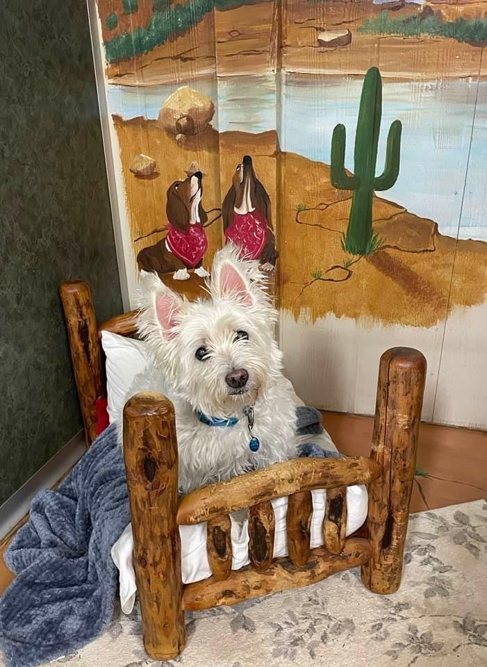 Gallery Black Fox Pet Resort