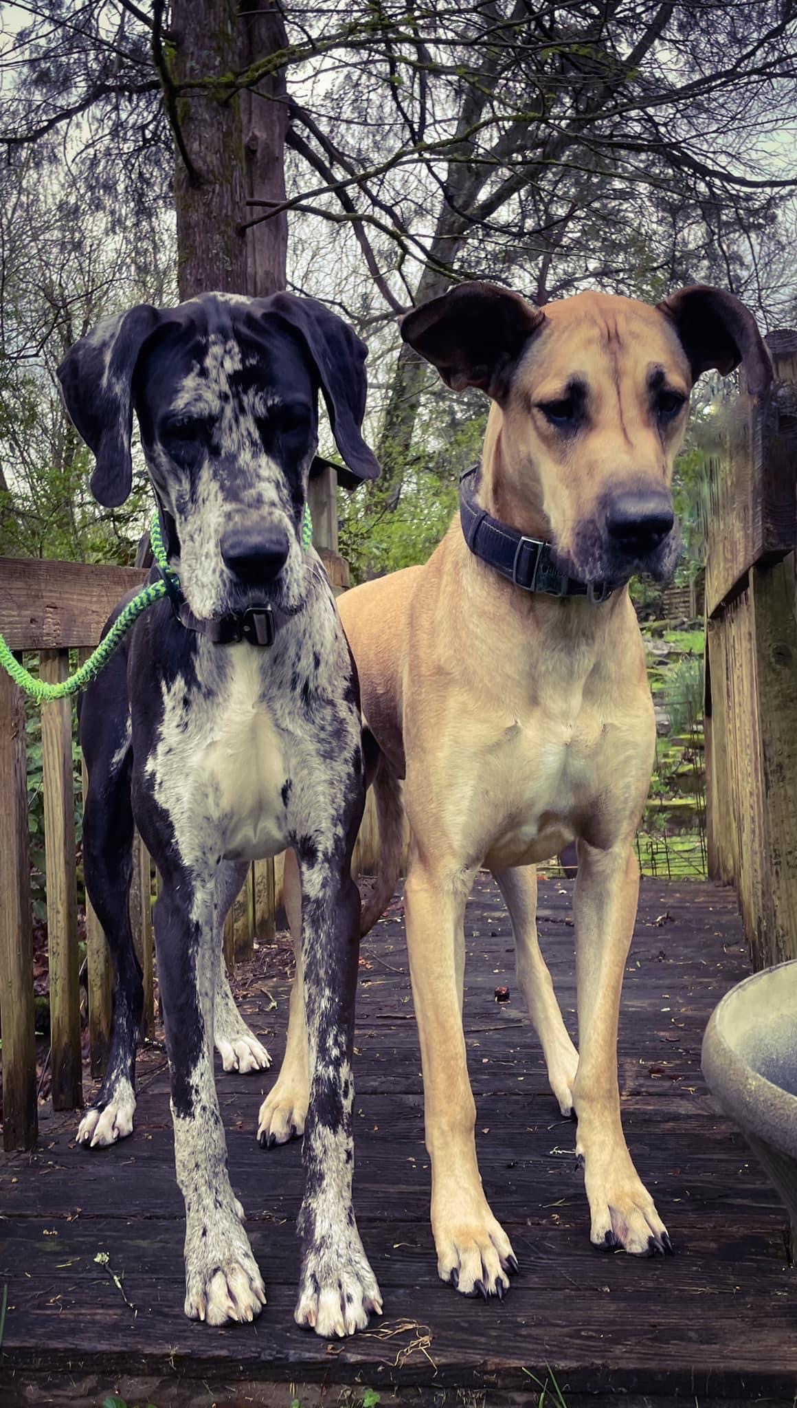 Gallery Black Fox Pet Resort