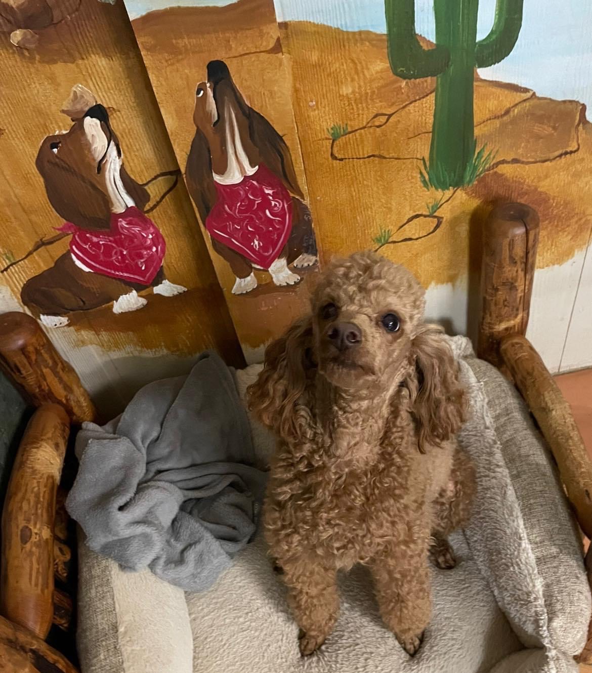 Client Suites Black Fox Pet Resort