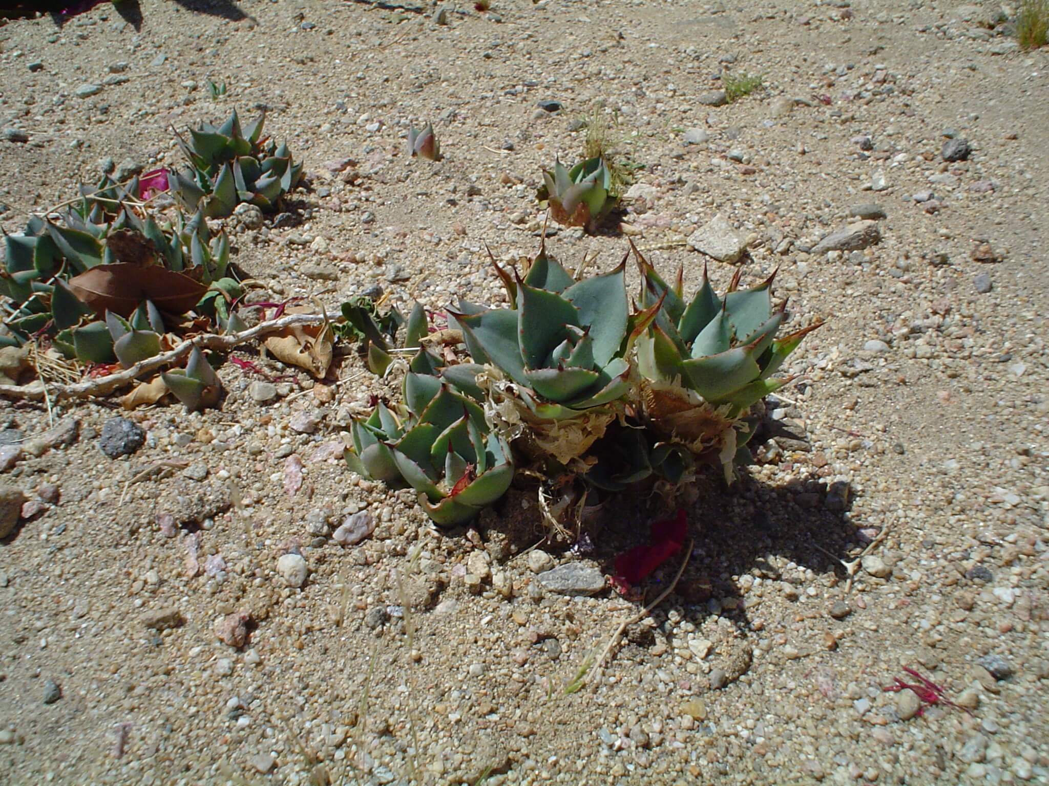 Raising Agave Pups Black Gold
