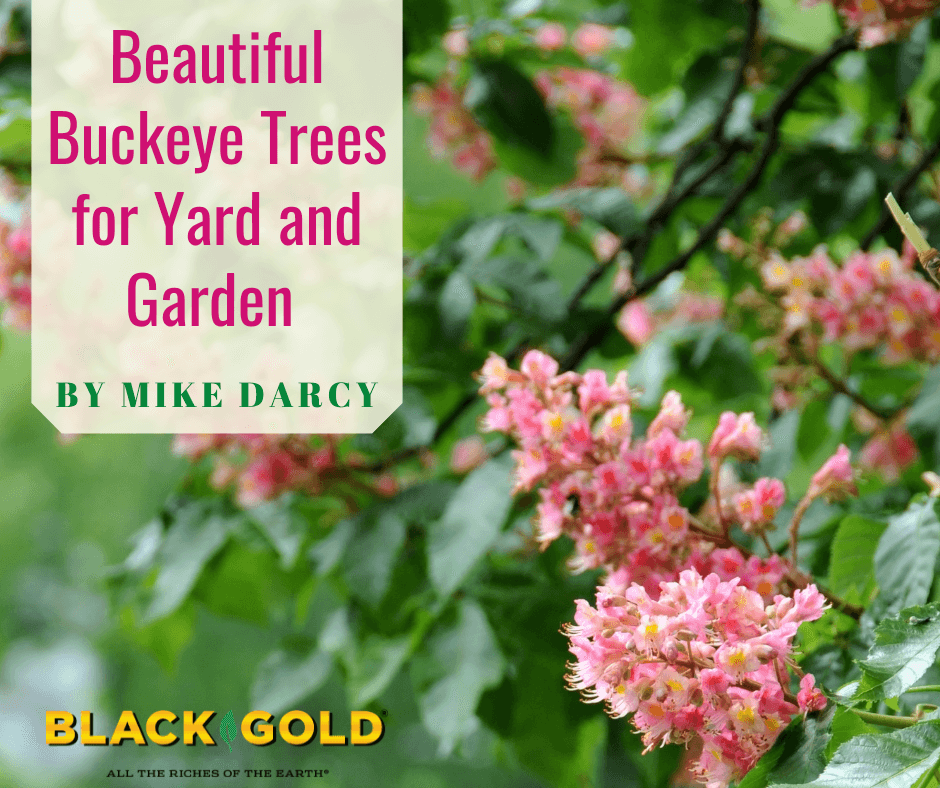 How to Prune SpringFlowering Shrubs Black Gold