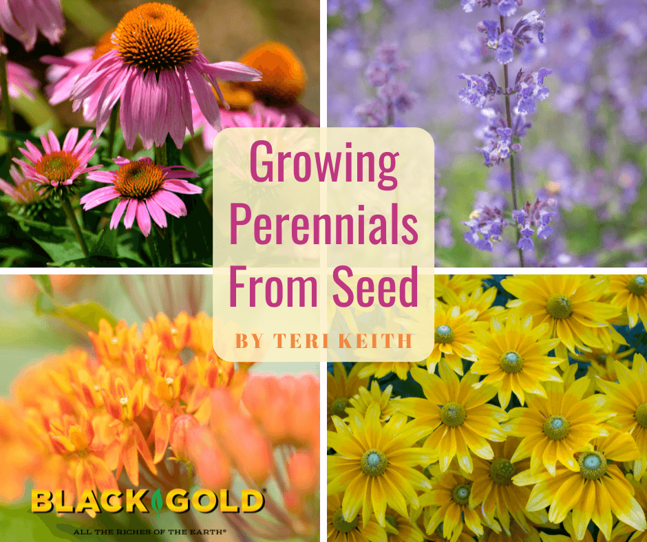 Top 20+ Easy Grow Perennials From Seed