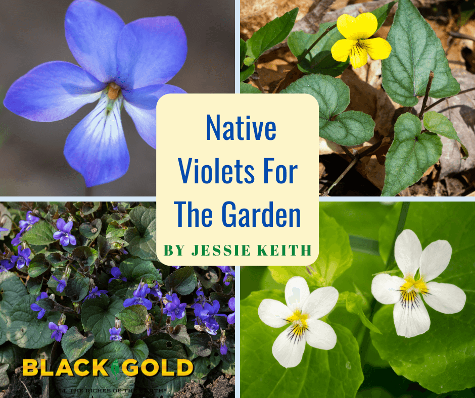 Native Violets For The Garden Black Gold