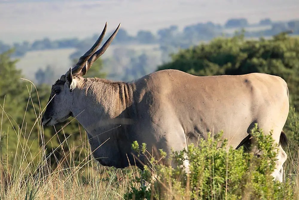 Eland hunting Hunts for Cape Eland and Livingstone Eland
