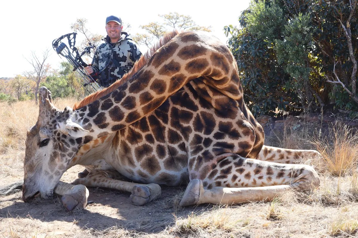 Bow Hunt Giraffe in South Africa Hunting Africa's Tallest