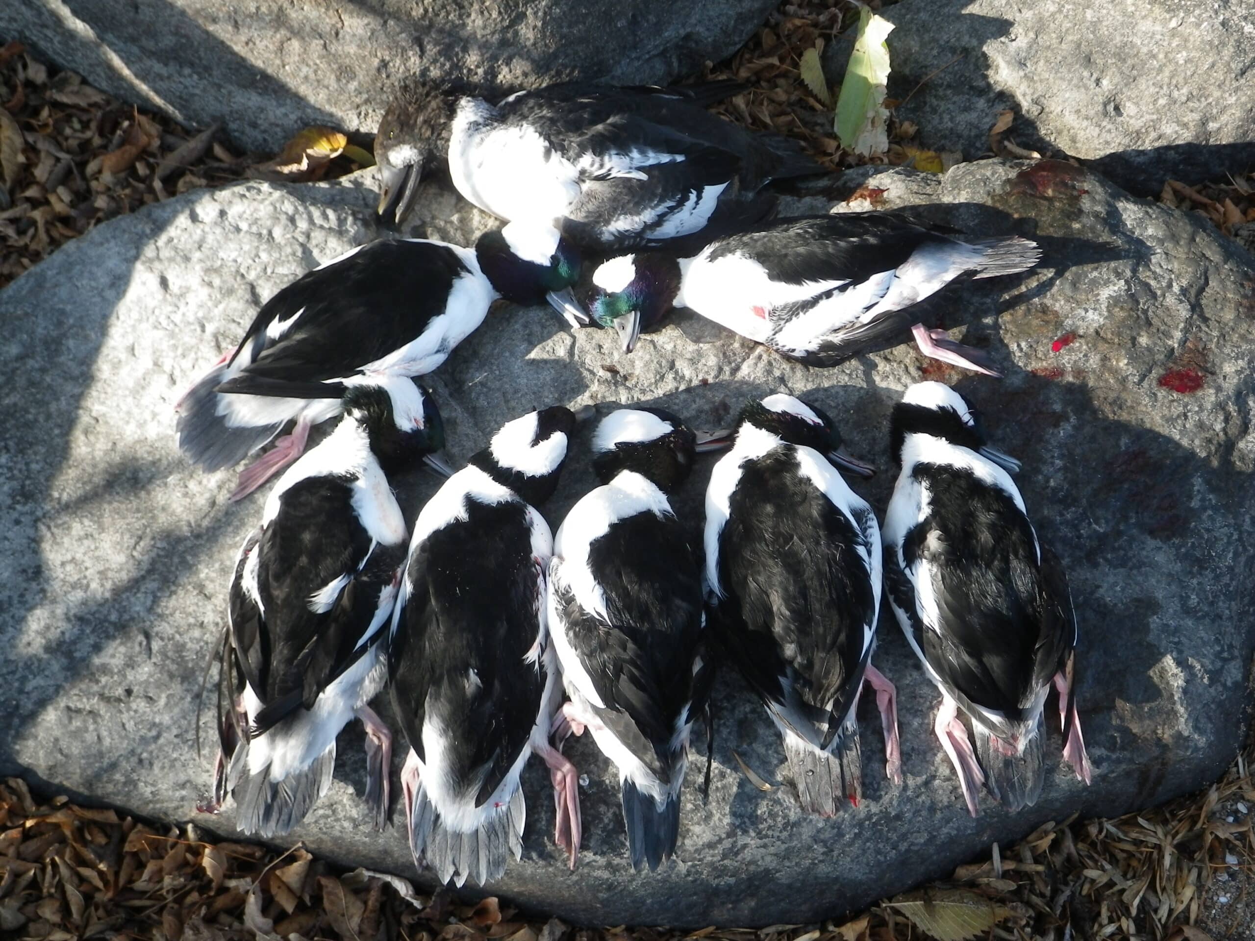 Duck Hunting Black Island Resort