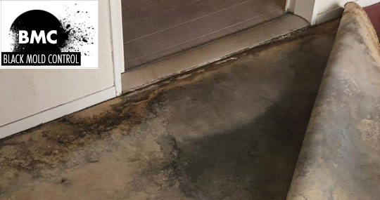 Black Mold On Carpet How to Remove Mold from and under Carpets