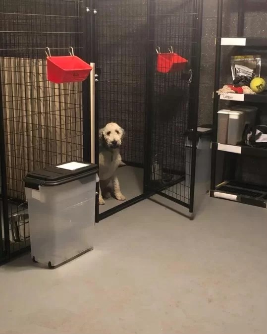 Boarding for Dogs in Valdosta, BlackPaw K9 Solutions