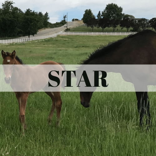 Black Pine Real Estate Boise Premier