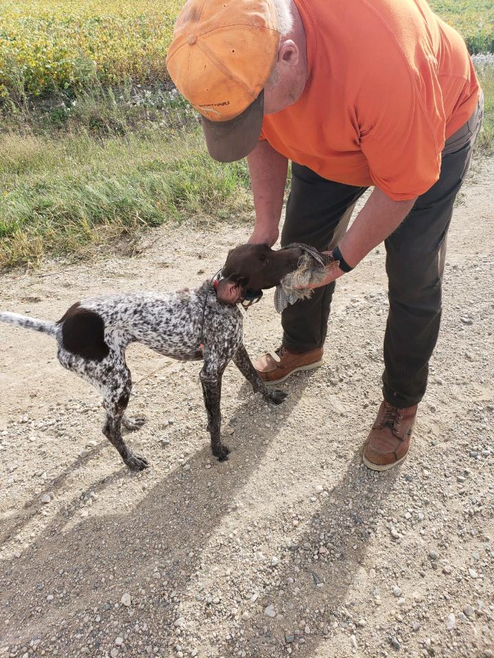 Black Point Gun Dogs Puppy Expectations