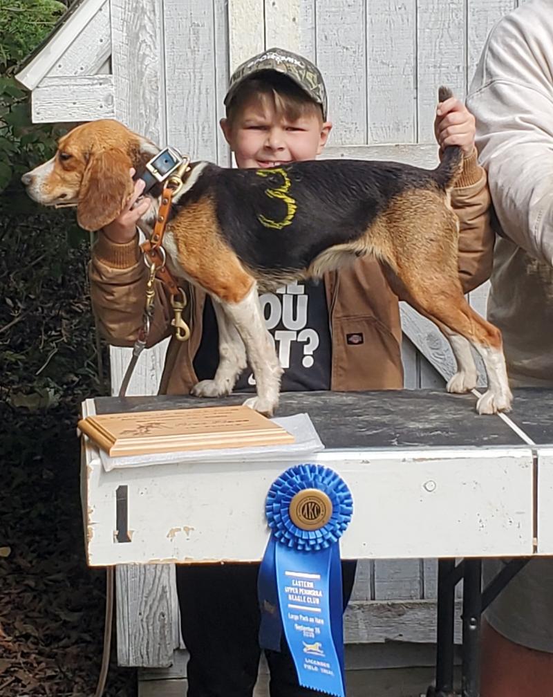 Black Point Gun Dogs Beagles "Big Creek Nobarz" On November 30, 2014 our great female "Big