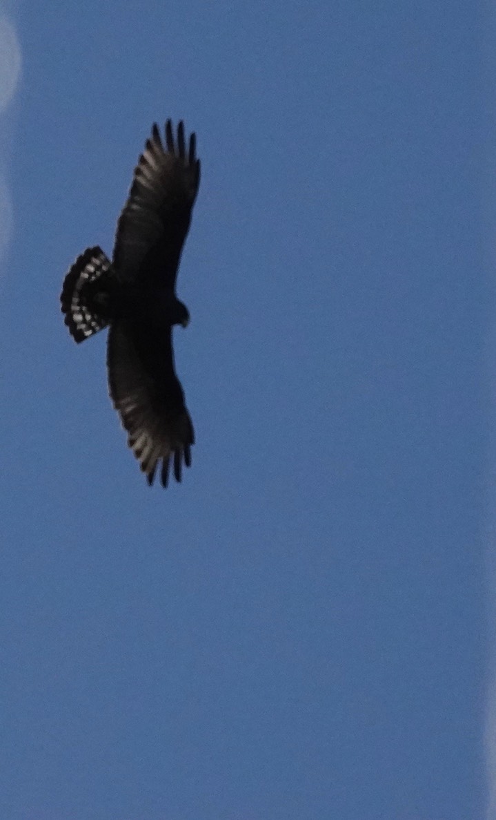 Hawk, The Black Range