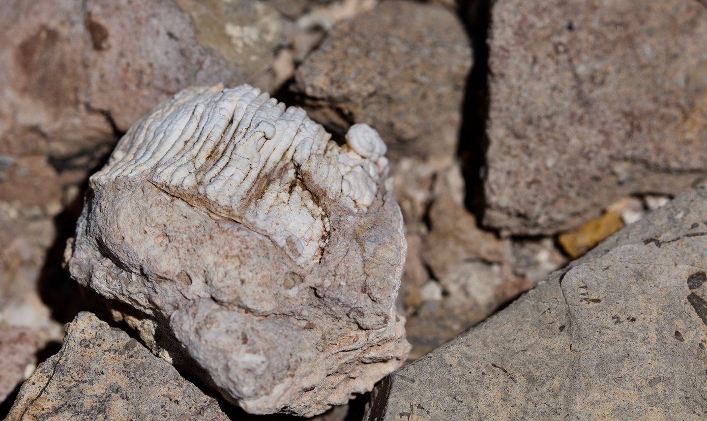 Rockhounding in New Mexico Hunt for crystals, gemstones, & minerals
