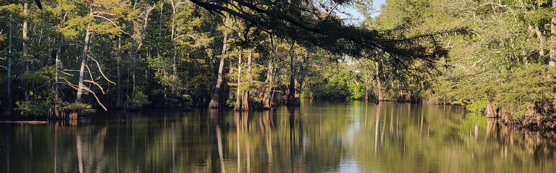 Habitat Black River Flyway Hunting Club