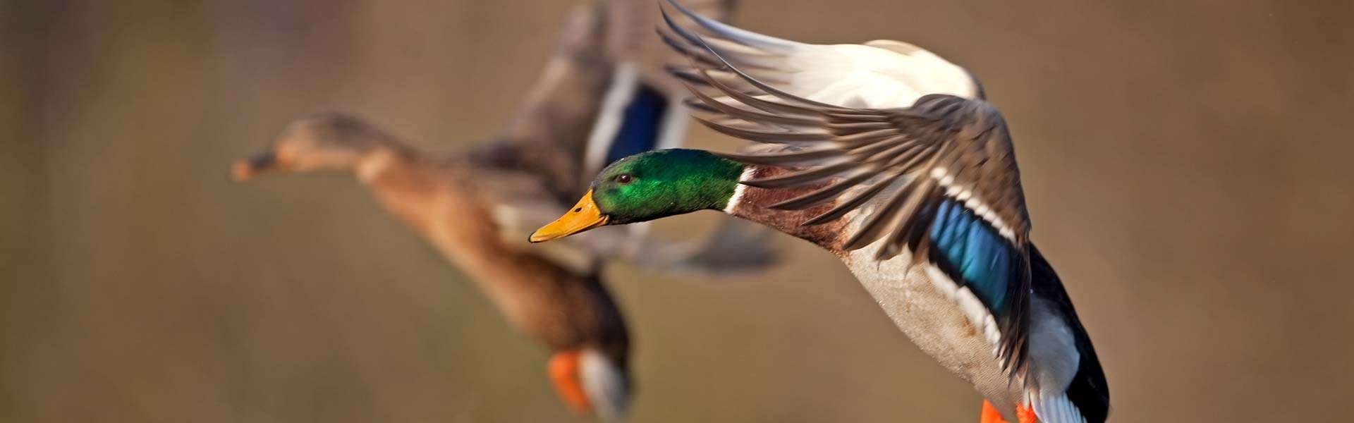 Rates Black River Flyway Hunting Club