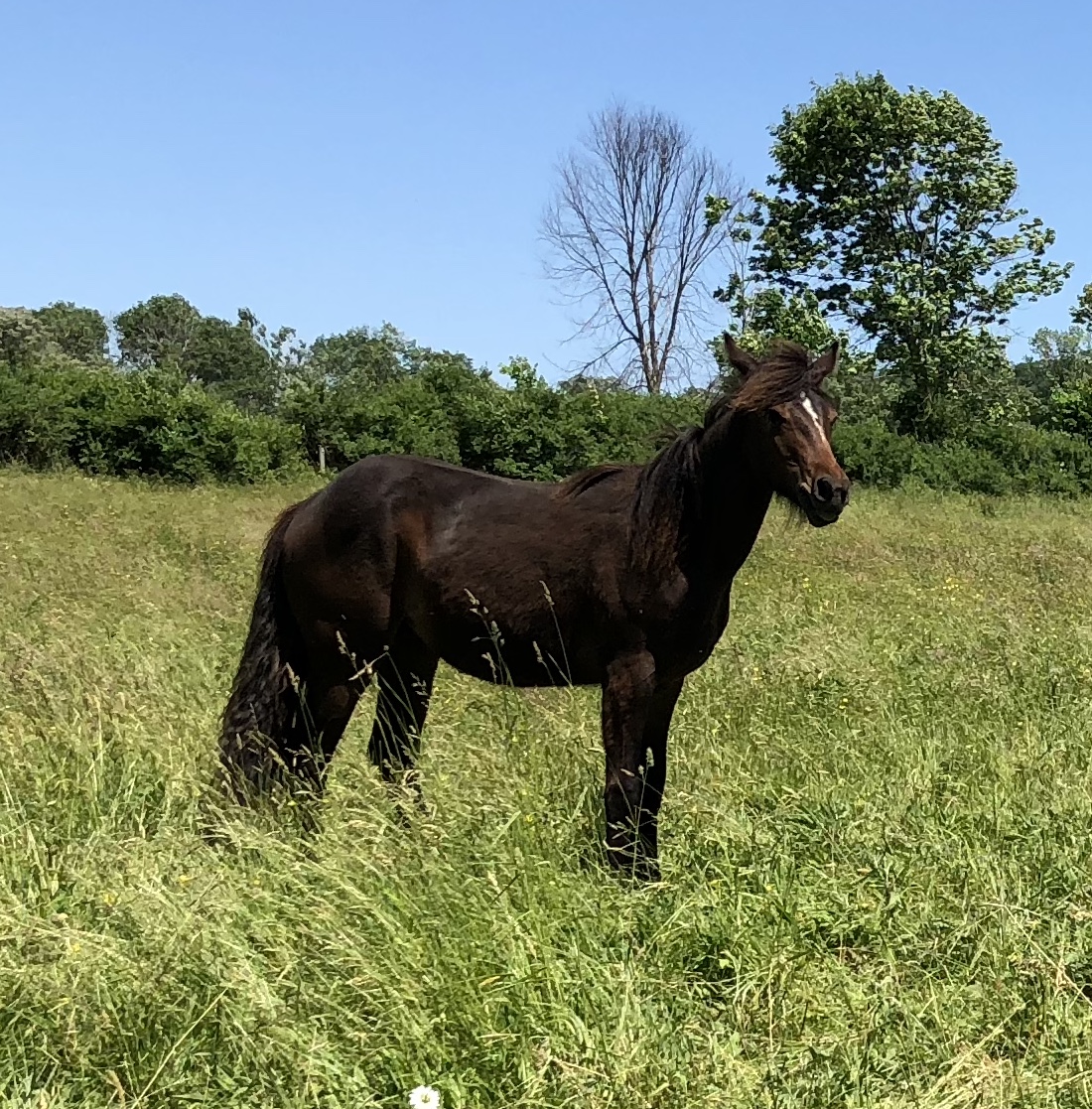 BlackShadow Dales Pony Stud dales pony