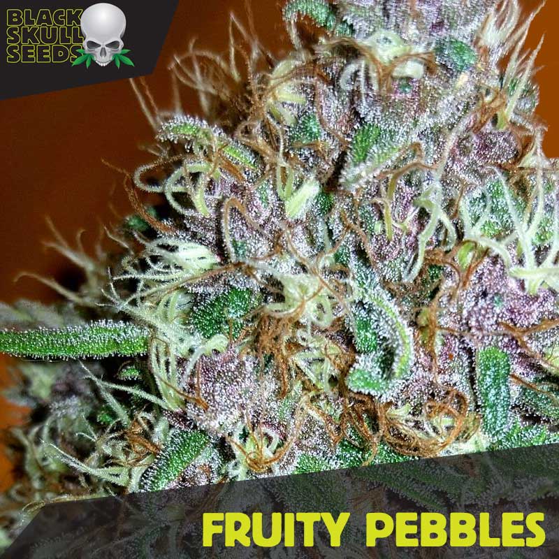 Blackskull Fruity Pebbles feminized seeds Blackskull Seeds