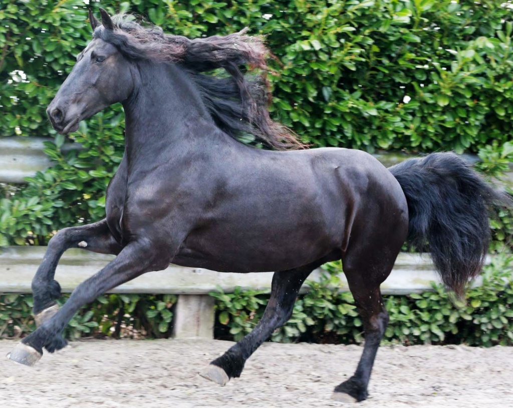 Friesian Horses for Sale from Black Sterling Friesians, INC
