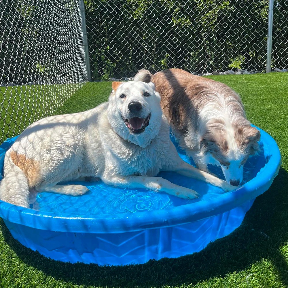 Boarding Black Walnut Kennel