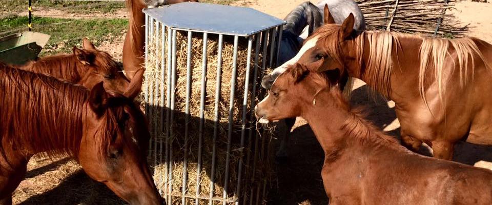 Horse Love Der Blog Rund Um Die Liebevolle Pferdehaltung Alles Was Pferde Glucklich Macht Luft Licht Bewegung Sozialkontakt Viel Platz Beschaftigung Durch Enrichments Und Co Im Mittelpunkt Steht Die Haltung