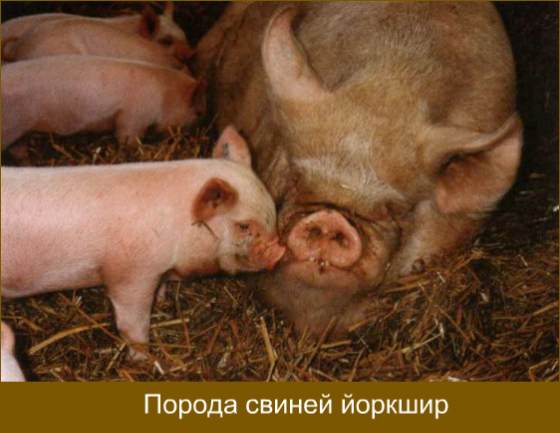 Порода Свиней Йоркшир Характеристика Фото