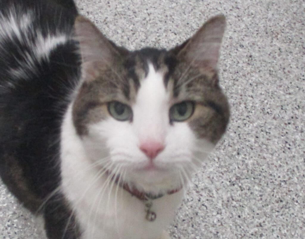 Gallery Blaine Central Veterinary Clinic